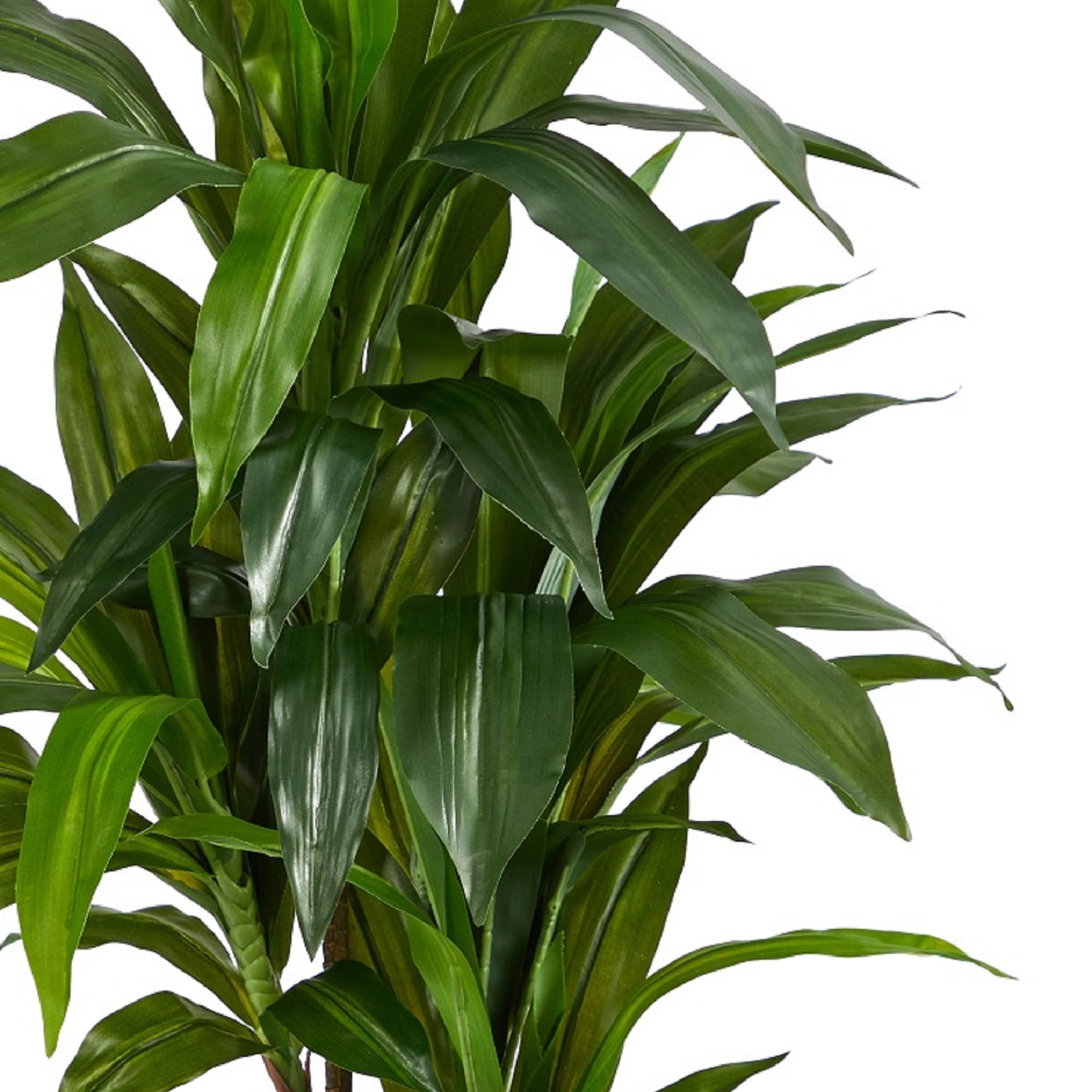 Nearly Natural 48in Artificial Dracaena with Real Touch Leaves and Multi Tonal Trunks, Large Indoor Silk Plant with Pot, Maintenance Free For Living Room And Home Office Decor - Image 9